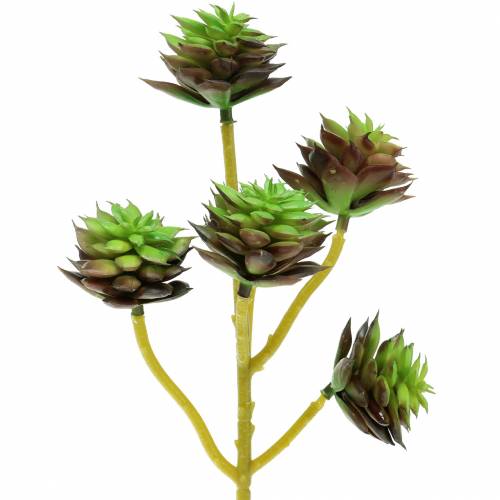 položky Sukulentný trsák zelený/hnedý 35,5 cm