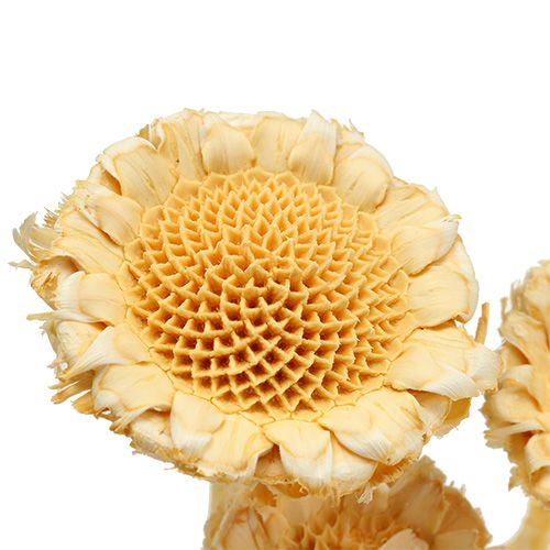 položky Susanne rozeta bielená 25 ks