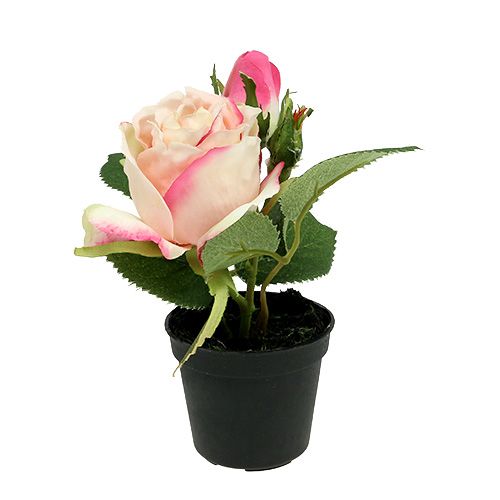 Floristik24 Stolová dekorácia ruža v hrnci krémová 14cm