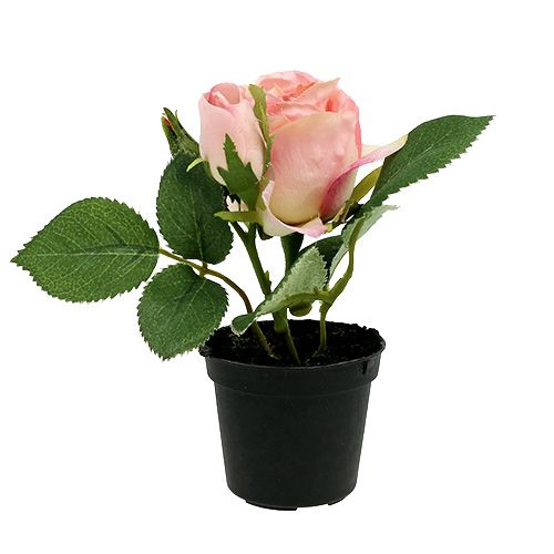 Floristik24 Stolová dekorácia ruža v črepníku svetloružová 14cm
