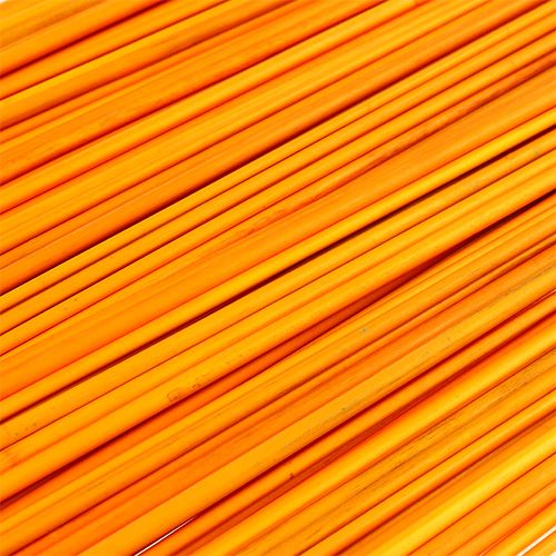 Floristik24 Tonkin zlatožltý 70cm - 80cm 150 ks.