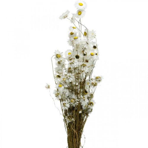 Floristik24 Sušené kvety Acroclinium Biele kvety suché kvetinárstvo 60g