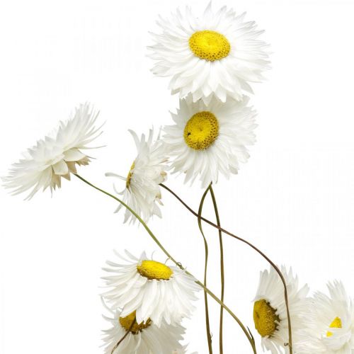 položky Sušené kvety Acroclinium Biele kvety suché kvetinárstvo 60g