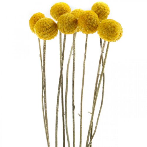 položky Craspedia Paličky na bicie sušené kvety žlté 70cm 10ks