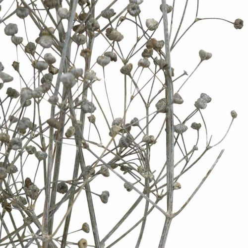 položky Sušený kvet Massasa bielené ozdobné konáre 50-55cm zväzok 6 kusov