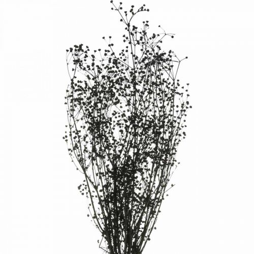 Floristik24 Sušený kvet Massasa čierna prírodná dekorácia 50-55cm zväzok 10ks