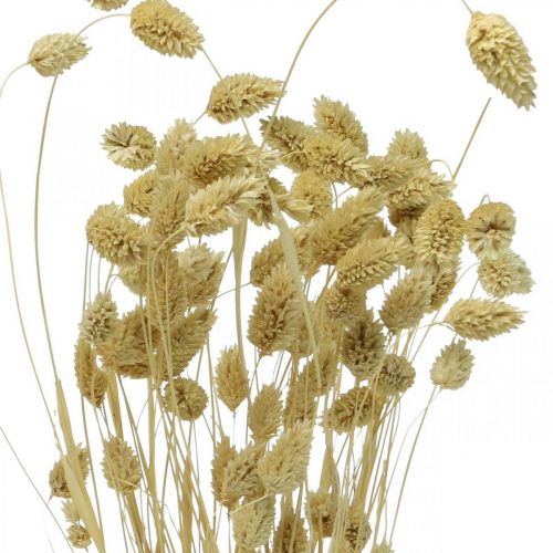 položky Sušený kvet Phalaris, trs ozdobnej trávy, suchá floristika, boho príroda, bielené L55cm 100g