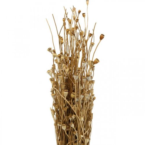 položky Sušené kvety mak kapsule prírodný sušený divoký sušený dekoračný strapec 100g