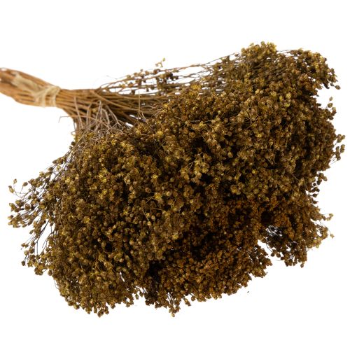 položky Sušené kvety Broom Bloom olivovozelené 160g 48cm