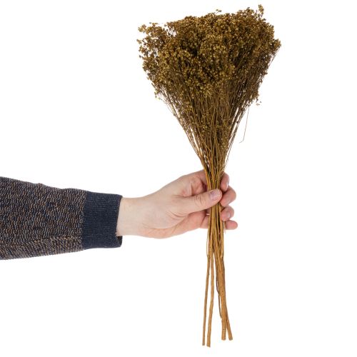 položky Sušené kvety Broom Bloom olivovozelené 160g 48cm