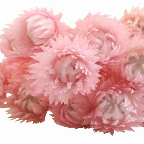 položky Sušené kvety čiapočkové kvety ružové slamené kvety V42cm