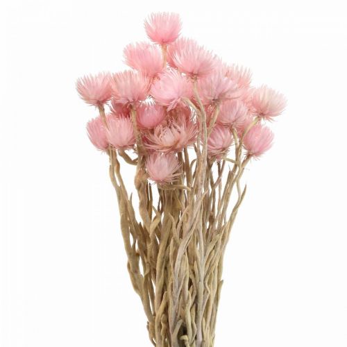 Floristik24 Sušené kvety čiapočkové kvety ružové slamené kvety V42cm