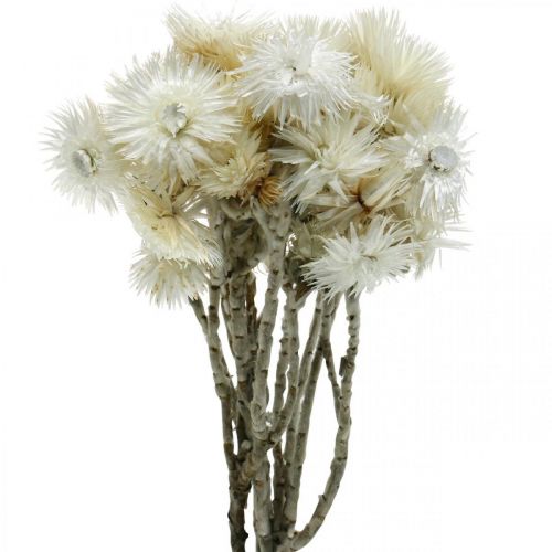 Floristik24 Sušené kvety čiapočkové kvety prírodné biele, slamené kvety, kytica sušených kvetov V33cm