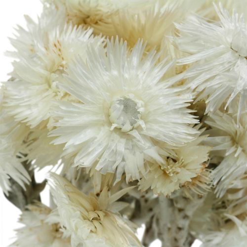 položky Sušené kvety čiapočkové kvety prírodné biele, slamené kvety, kytica sušených kvetov V33cm