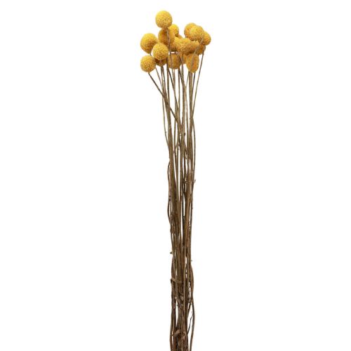 Floristik24 Sušené kvety Craspedia sušené, paličky žlté 50cm 20ks