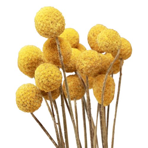 položky Sušené kvety Craspedia sušené, paličky žlté 50cm 20ks