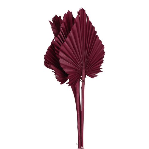 Floristik24 Dekorácia zo sušených kvetov, palmový oštep sušený vínová červená 37cm 4ks