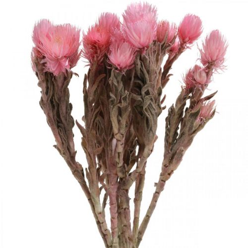 Floristik24 Sušené kvety Čiapočkové kvety Ružové slamené kvety Suché kvety V30cm