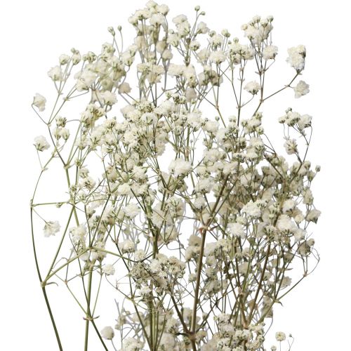Floristik24 Sušené kvety Gypsophila Gypsophila White 58cm 7g