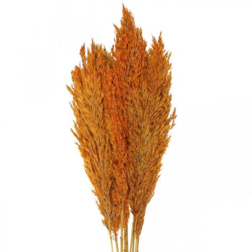 Floristik24 Sušená tráva, ostrica, sušená, deko tráva, pomaranč, 70 cm, 10 kusov