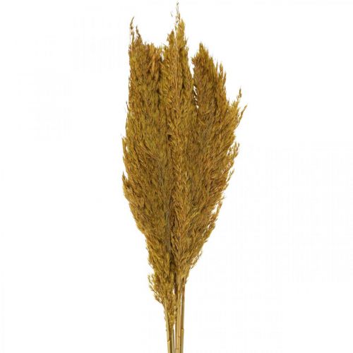 Floristik24 Sušená tráva, ostrica, sušená, olivovo zelená, deko tráva, 70 cm, 10 kusov