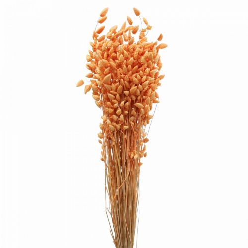 Floristik24 Suchá kytica z chvenia trávy Marhuľa Briza okrasná tráva 55cm 50g