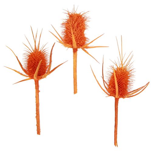 položky Divoké Teasels Pomarančový Teasel Bodliak sušená Dekorácia 1kg