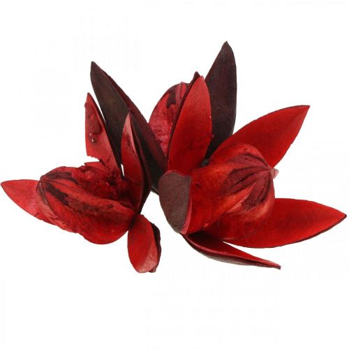 Floristik24 Divoká ľalia červená prírodná dekorácia sušené kvety 6-8cm 50ks