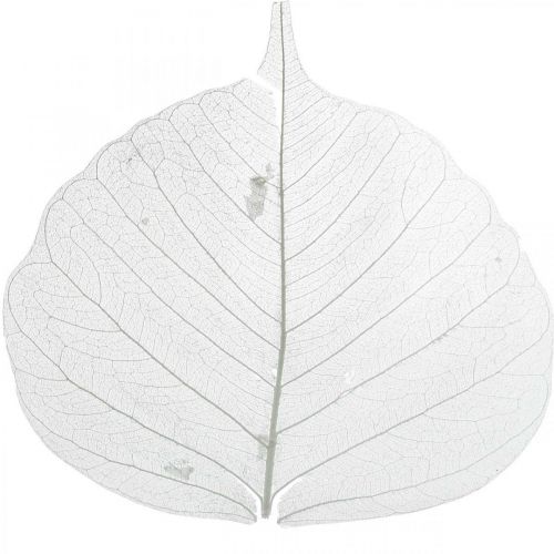 položky Kostrové listy bielené Vŕbové listy skeletované 8-10cm 300ks