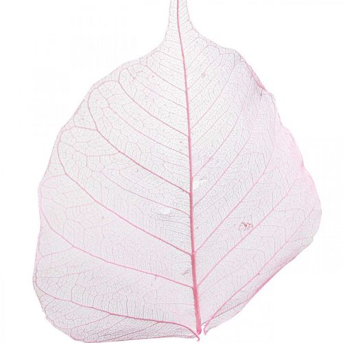 položky Kostrové listy Vŕbové listy skeletonizované ružové 5-9cm 200p