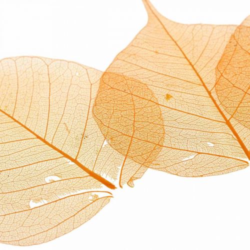 položky Vŕbové listy kostra oranžová suchá deco 200p