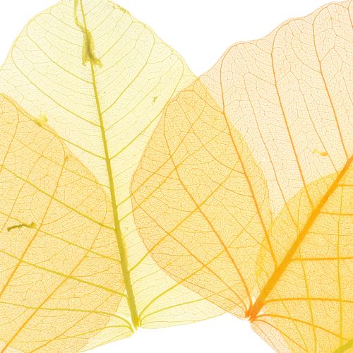 položky Kostra vŕbových listov žltá, oranžová 200p
