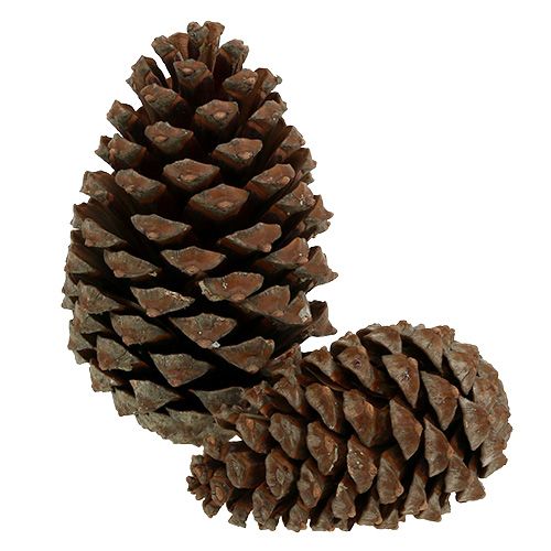 položky Šišky Pinus Maritima 10cm - 15cm prírodné 3 kusy