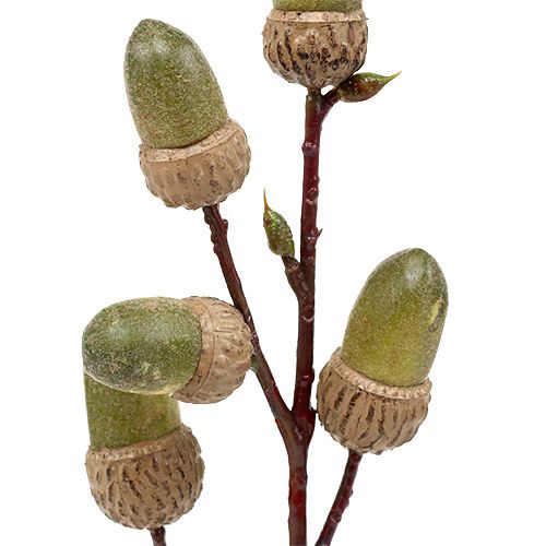 Floristik24 Konár so žaluďom hnedý, zelený L30cm