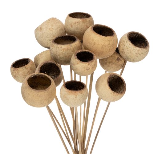 Floristik24 Zmes zvončekových pohárov na stonke, prírodné exotické odrody, 15 kusov