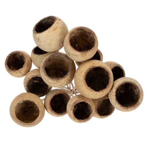 položky Zmes zvončekových pohárov na stonke, prírodné exotické odrody, 15 kusov