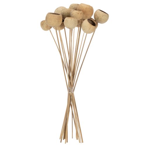 položky Zmes zvončekových pohárov na stonke, prírodné exotické odrody, 15 kusov