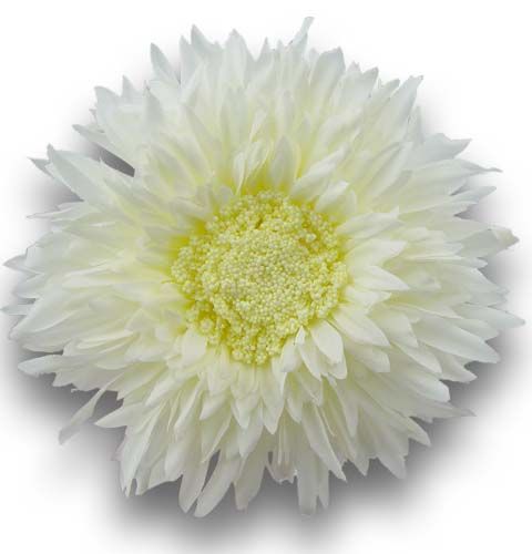 Floristik24 Chryzantéma Teddy 63 cm biela