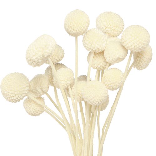 Floristik24 Craspedia sušené paličky krémové 45-55cm 20 ks