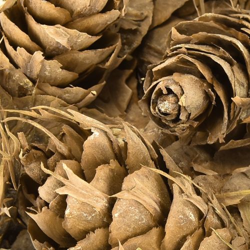 položky Douglasove šišky 1,3 kg