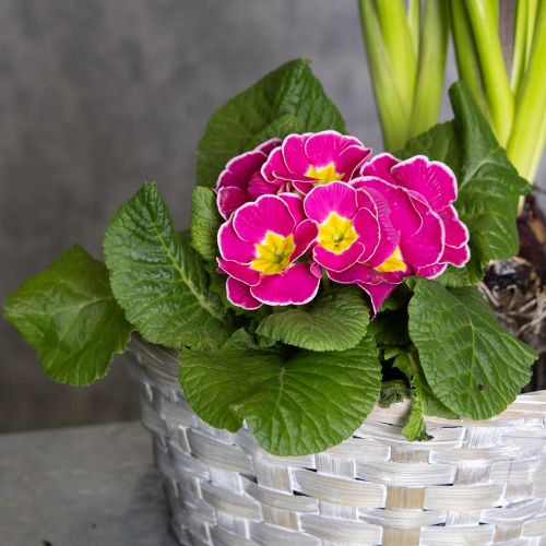 položky Pletený košík ako štýlová kvetinová dekorácia do obývačky. Veľkonočný košík, 23 cm, 6 kusov.