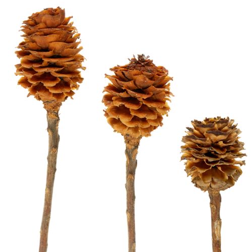 Floristik24 Sušené kvety Glabrum Leucospermum 25-40cm 25 ks