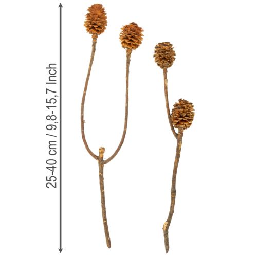 položky Sušené kvety Glabrum Leucospermum 25-40cm 25 ks