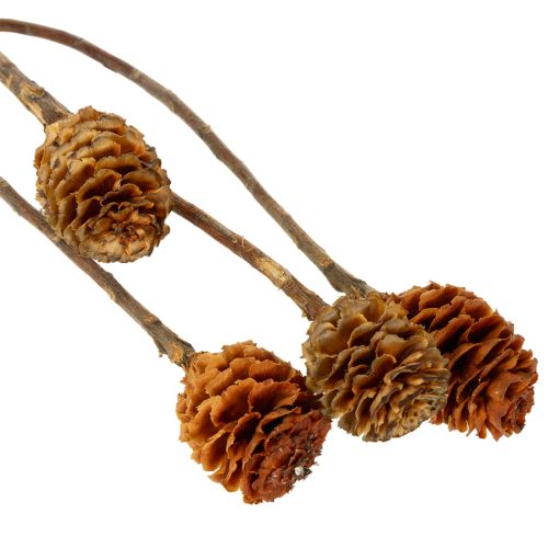položky Sušené kvety Glabrum Leucospermum 25-40cm 25 ks