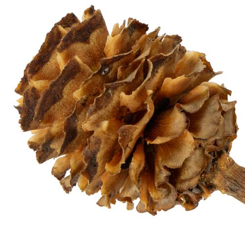 položky Sušené kvety Glabrum Leucospermum 25-40cm 25 ks