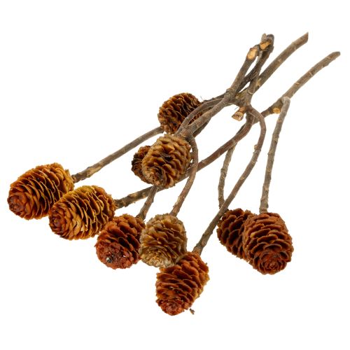 položky Sušené kvety Glabrum Leucospermum 25-40cm 25 ks