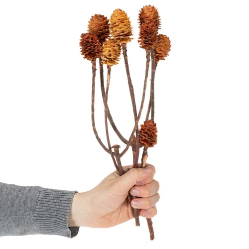 položky Sušené kvety Glabrum Leucospermum 25-40cm 25 ks