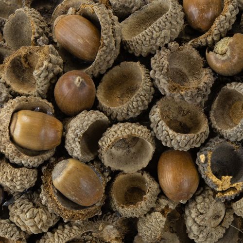 položky Prírodný veniec, jesenná dekorácia, žalude, veniec na dvere, veniec na stenu, DIY, Ø30cm