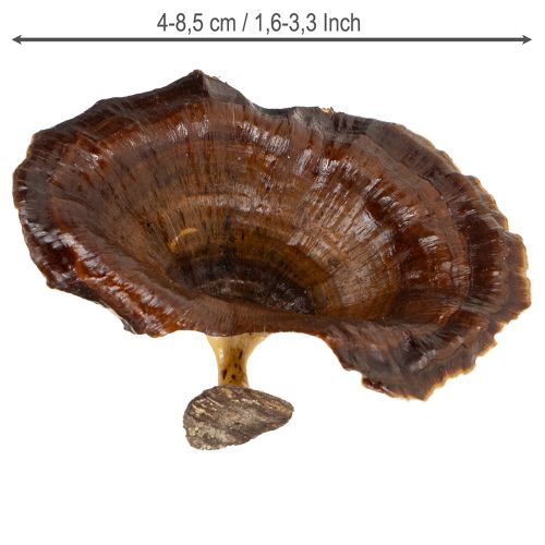 položky Huby Kalix prírodné lakované 100 ks