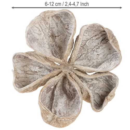 Landlotus biely 6-12 cm 50 ks | Floristik24.sk